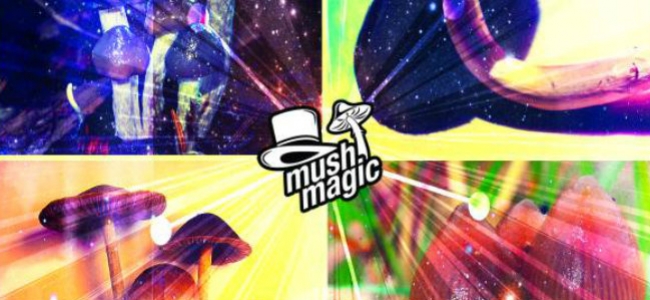 Una Guida A 4 Famosi Funghi Di Psilocibina E Ai Loro Effetti