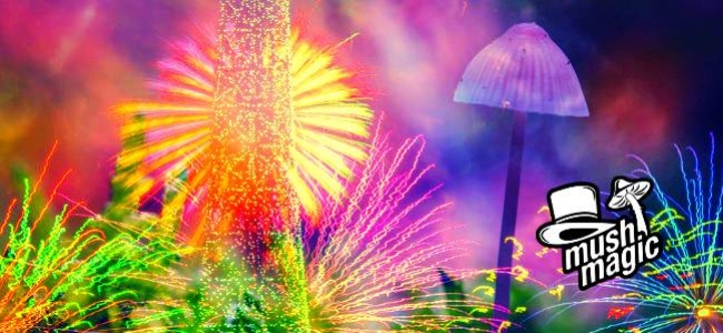 Analizziamo i 4 Principali Componenti dei Funghi Magici