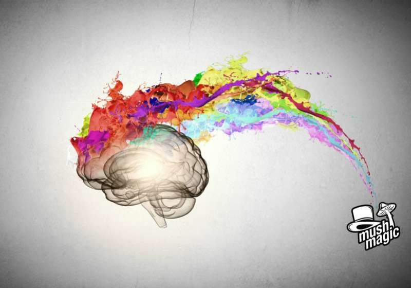 Video Cool: Come i Tartufi Magici Interagiscono con il Cervello