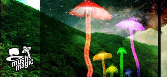 Una Guida Alla Coltivazione Di Funghi Magici All'Aperto