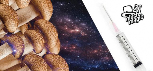 Siringhe di Spore: Cosa Sono e Come Vengono Preparate?