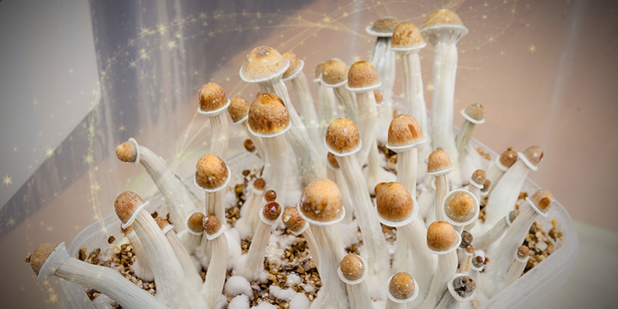 Posso Usare I Funghi Magici Per Migliorare La Mia Produttività?