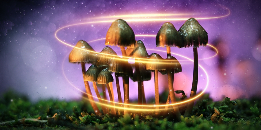 Come i Funghi Magici Sono Diventati Magici