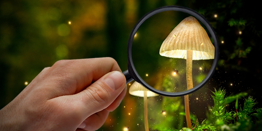 Come Riconoscere le Diverse Specie di Funghi Allucinogeni