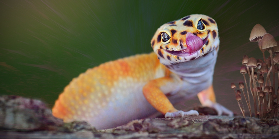 Animali che Amano gli Psichedelici Tanto Quanto gli Umani