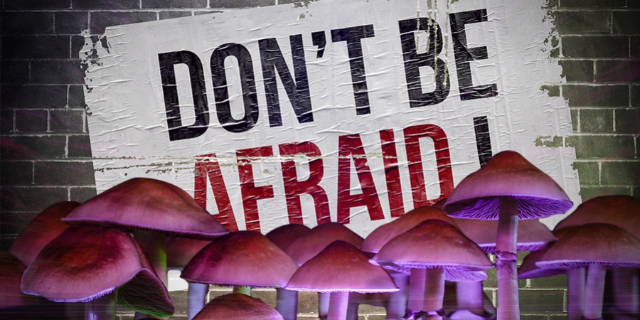 Perché Non Dovreste Temere Un Bad Trip Da Funghi Magici