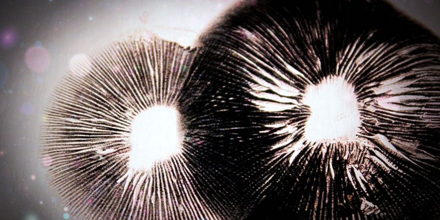 Come Realizzare un’Impronta Sporale di Funghi Allucinogeni