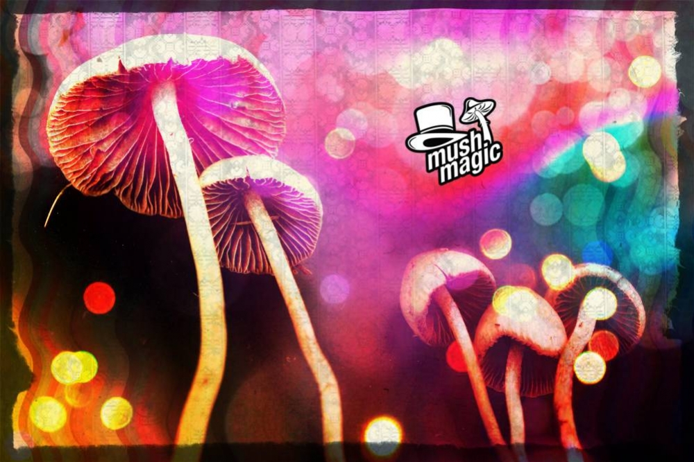 Come Essiccare Funghi e Tartufi Magici