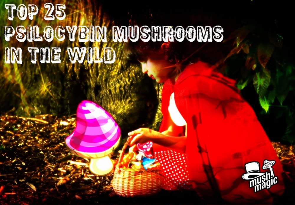 Le 25 Specie Più Comuni In Natura Di Funghi Contenenti Psilocibina 