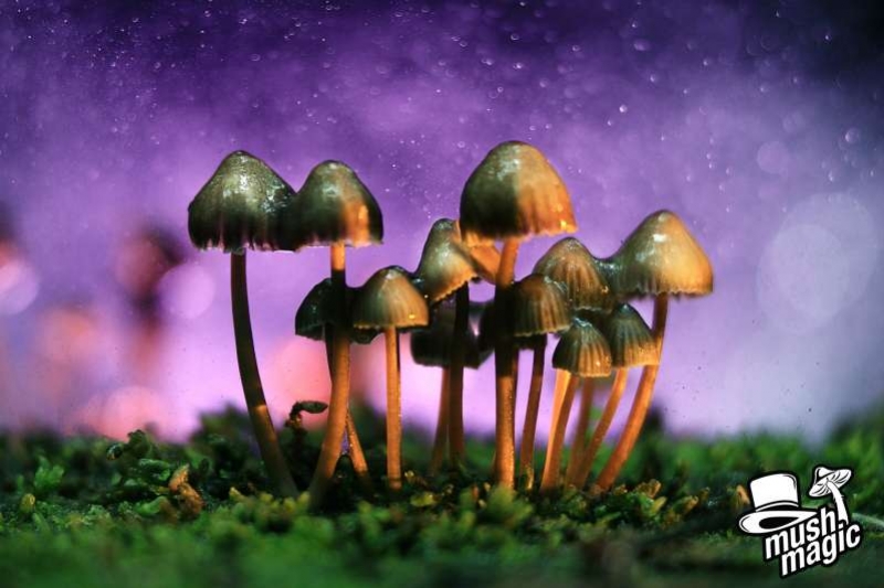Psilocibina e Psilocina: Scopriamo il Loro Ruolo