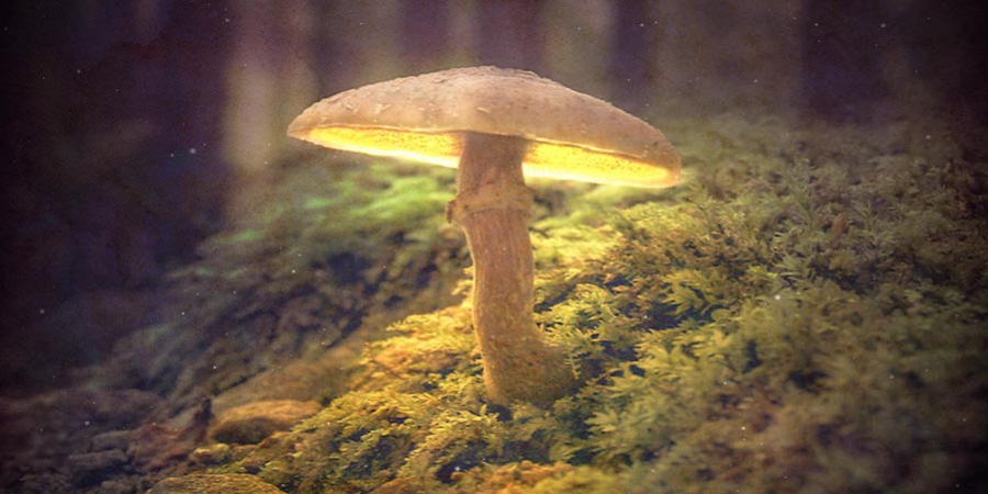 La Storia Dei Funghi Allucinogeni