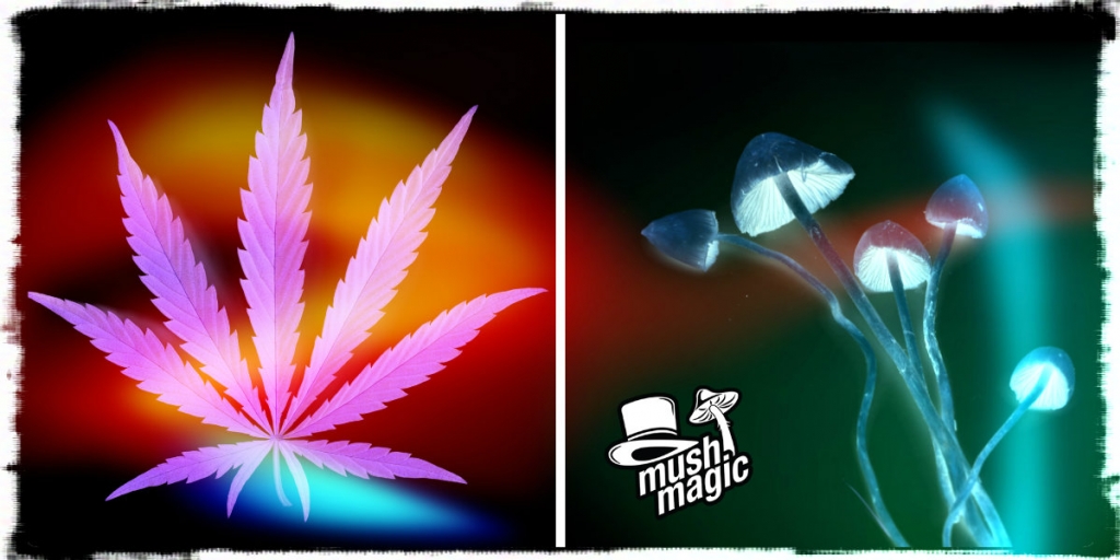 Funghetti Vs Ganja: Le Droghe Che Tutti Amano