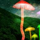 Una Guida Alla Coltivazione Di Funghi Magici All'Aperto