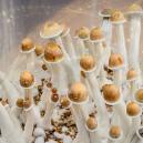 Posso Usare I Funghi Magici Per Migliorare La Mia Produttività?