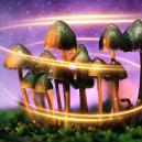 Come i Funghi Magici Sono Diventati Magici