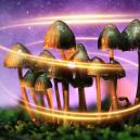 Come i Funghi Magici Sono Diventati Magici