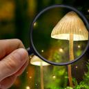 Come Riconoscere le Diverse Specie di Funghi Allucinogeni