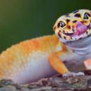 Animali che Amano gli Psichedelici Tanto Quanto gli Umani