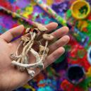 I Funghi Magici Possono Migliorare La Creatività?