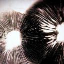 Come Realizzare un’Impronta Sporale di Funghi Allucinogeni