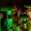 8 Consigli D'Uso Sui Funghi Allucinogeni: Guida Per Principianti