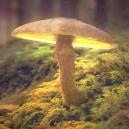 La Storia Dei Funghi Allucinogeni